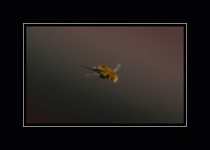 Bee Fly in flight.