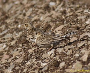 Skylark