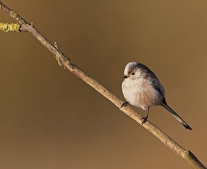 Long Tailed Tit