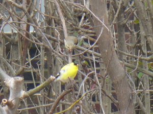 American Goldfinch