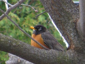 Winking American Robin