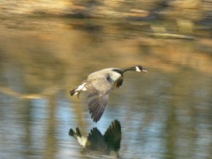 Landing Goose