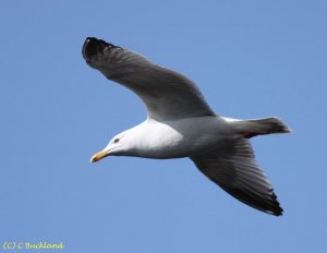 Herring Gull Flight