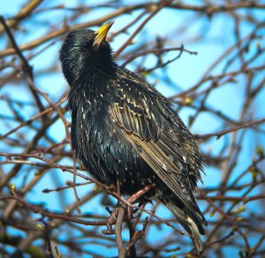 Startled starling