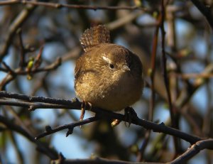 Wren