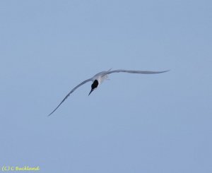 Sandwich Tern Flight