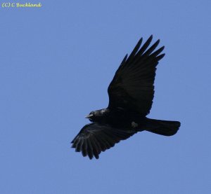 Crow Flight