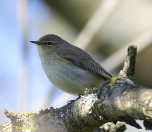 Chiffchaff