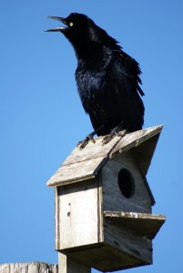 boat-tailed grackle on birdhouse