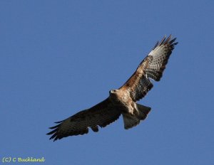 Common Buzzard