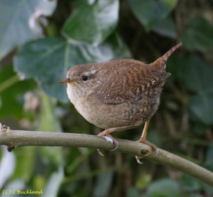 Wren on perch