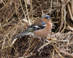 Chaffinch