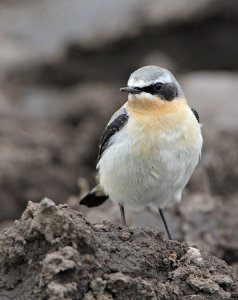 Northern Wheatear