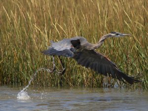 great blue heron taking off