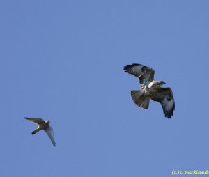 Buzzard Under Attack