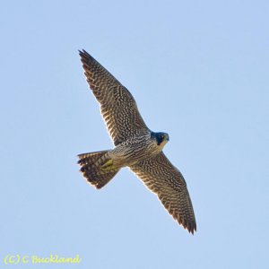 Peregrine Falcon Flight