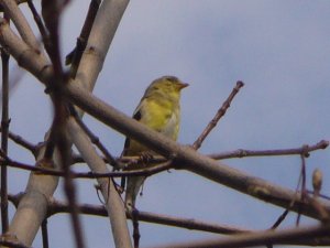 American Goldfinch