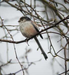 Long Tailed Tit