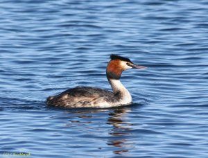 Great Crested Grebe