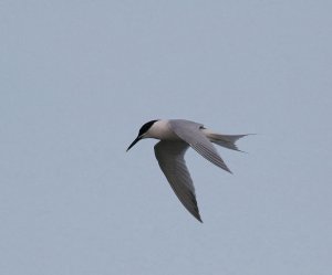 Sandwich Tern Flight