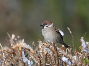 Tree Sparrow