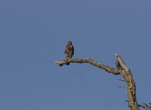 Buzzard