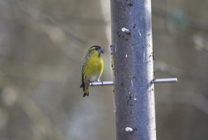 Siskin