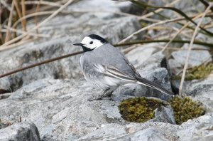 White Wagtail