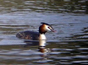 Greast crested Grebe