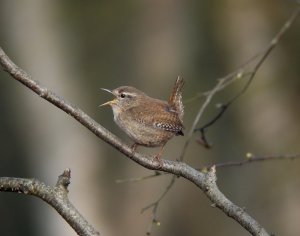 Wren will I see you again?