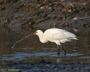 Spoonbill