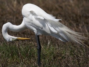 great egret-male breeding plumage