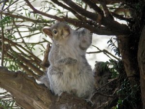 Grey Squirrel