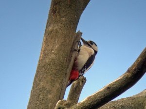 Great Spotted Woodpecker 2