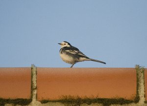 Pied Wagtail