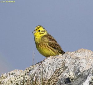 Yellowhammer