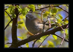 Dunnock