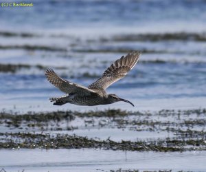 Whimbrel Flight