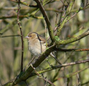 Lady Chaffinch Of Consal