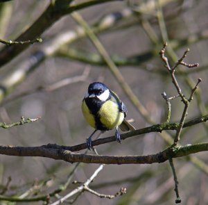 Great Tit of Consal Woodland
