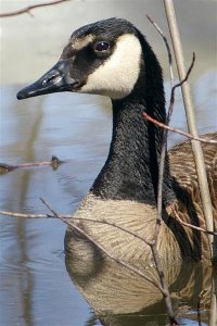 Canada Goose Hen with different markings