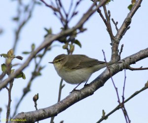 chiffchaff