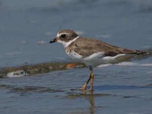 semipalmated plover