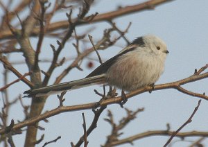 Northern Long-tailed Tit