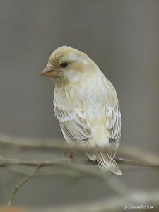White Finch Mutation