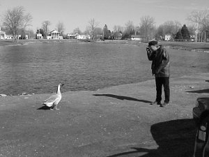 Sam and Swan Duck