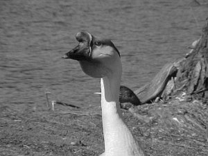 B&W Swan Goose