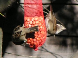 Male & Female Housesparrow