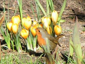 Robin (Enjoying the crocuses of spring)