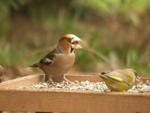 Hawfinch